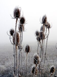 Ice frost nature
