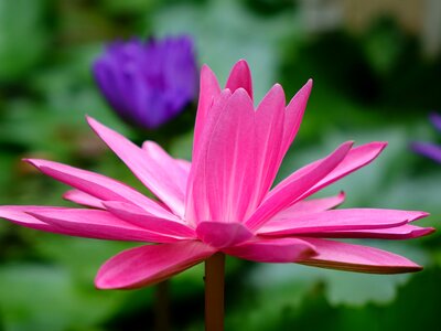 Lotus pond flowering