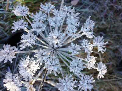 Cold winter magic hoarfrost photo