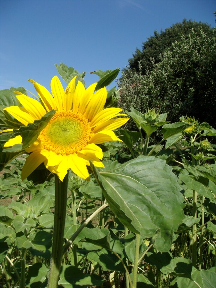 Summer blooms at agriculture