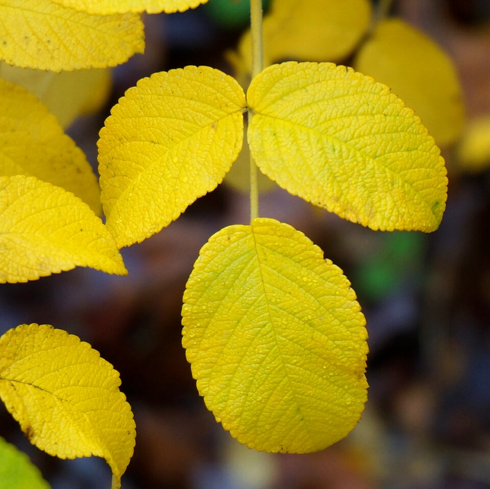 Autumn fall rugosa rose