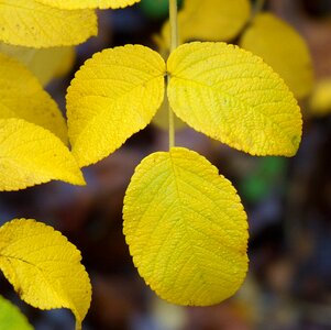 Autumn fall rugosa rose
