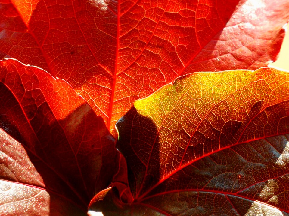 Leaves colorful color