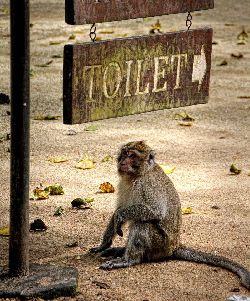 Nature asia primate