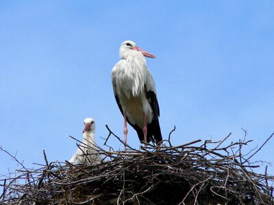 Nest sky birds