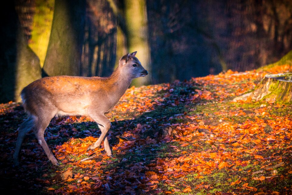 Forest wild nature