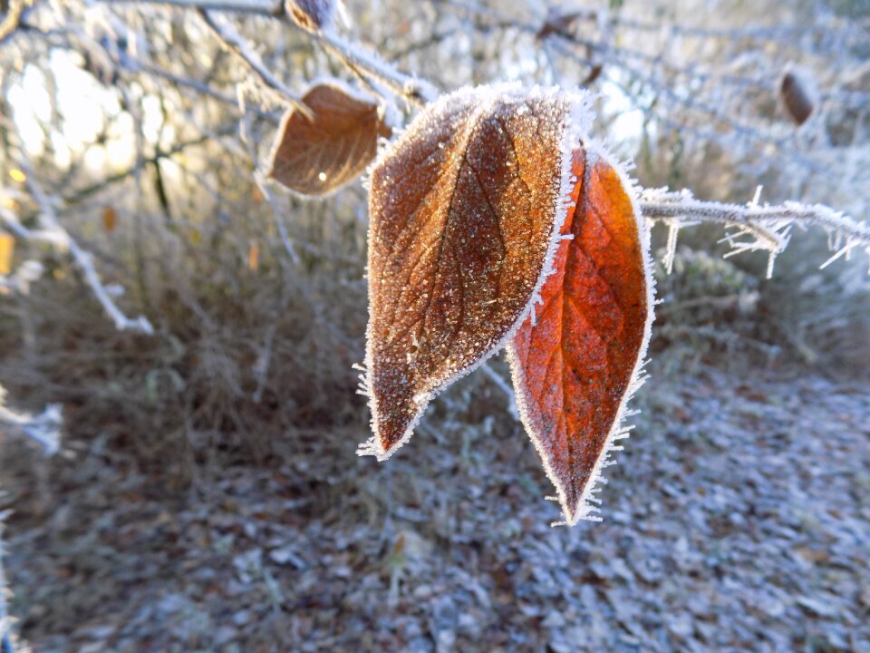 Frozen leaf nature