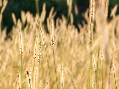 Plant grain arable