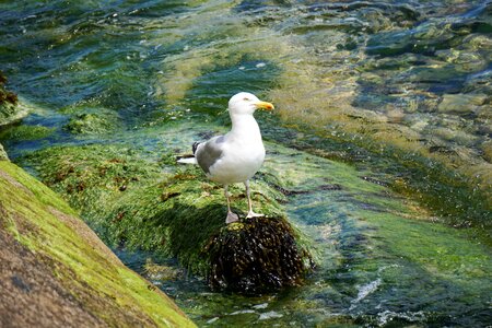 Sea ornithology nature