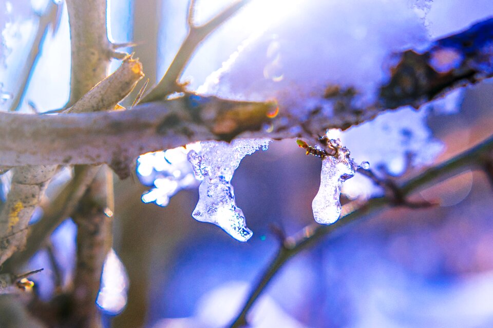 Wintry nature forest