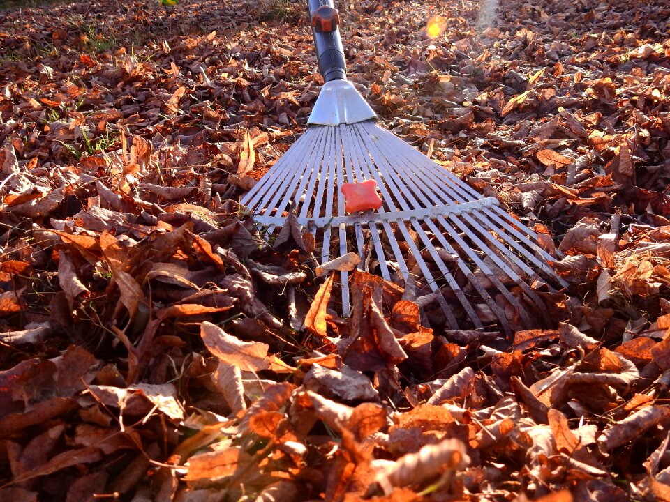 Fall foliage computing work