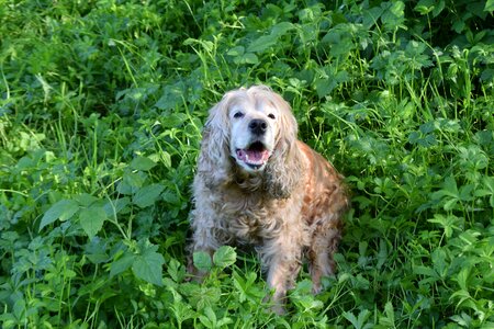 Green grass cocker spaniel dog breed