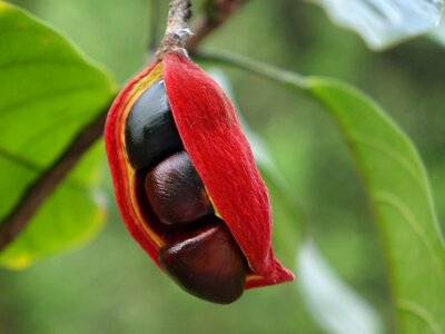Fruit fact to eat dou jia