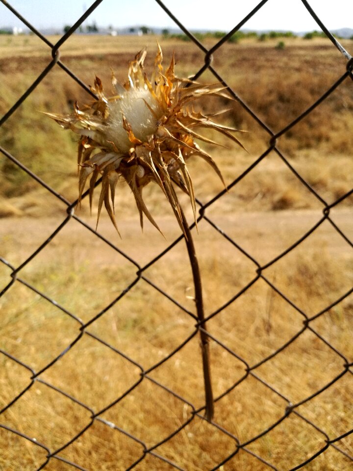 Fence drought despair