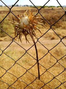 Fence drought despair