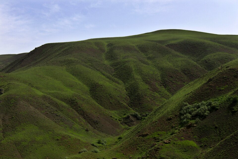 Nature green field turkey
