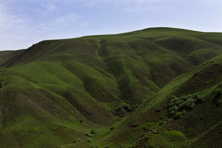 Nature green field turkey