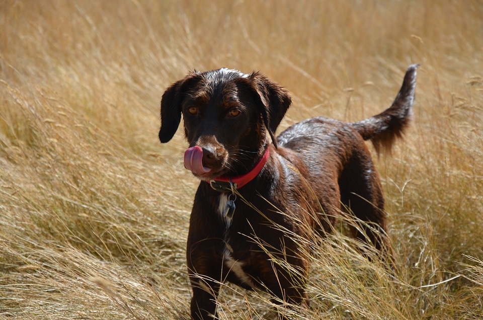 Animal purebred adorable