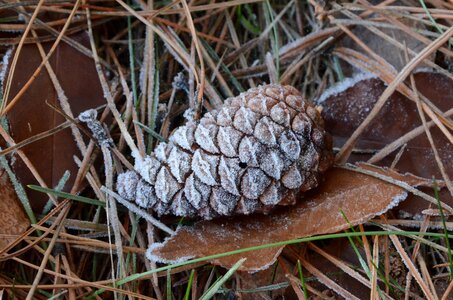 Frost winter ripe photo