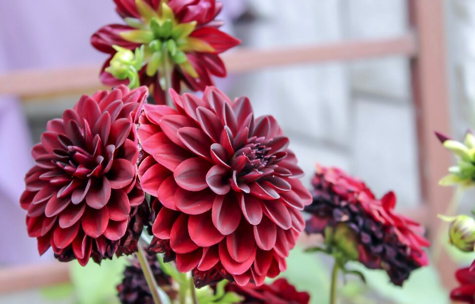 Dahlia hortensis botanical