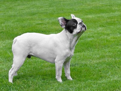 French bulldog grass animal photo