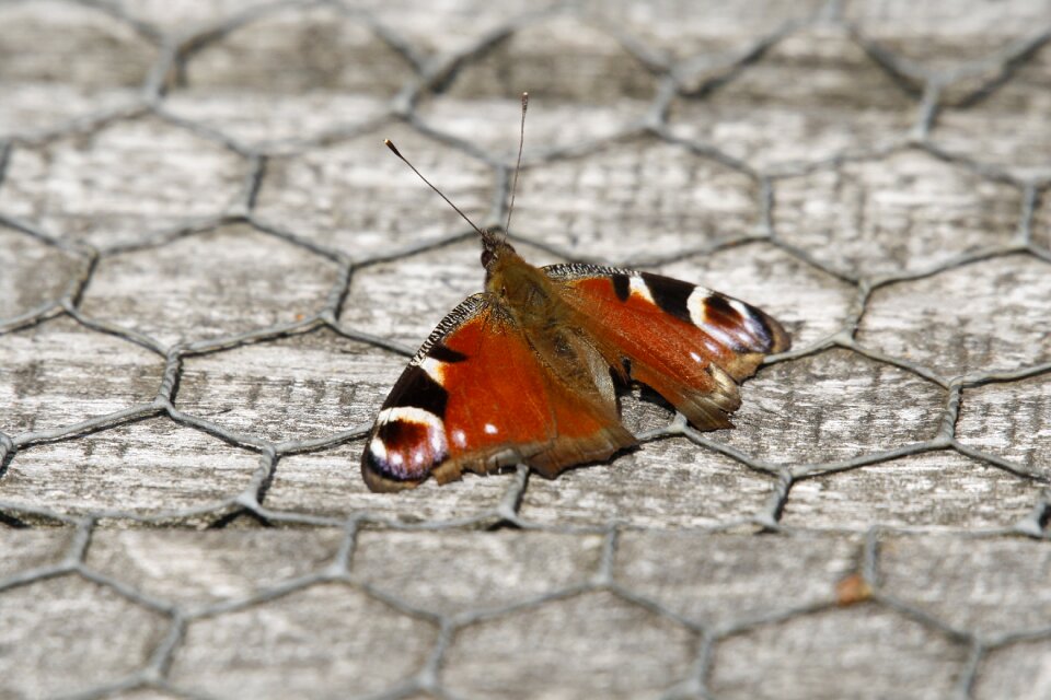 Monarh monarch bug