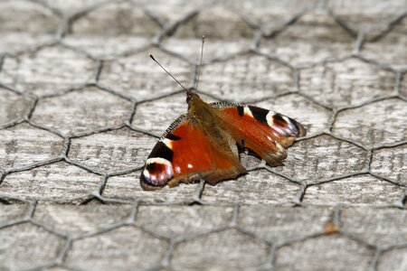 Monarh monarch bug photo