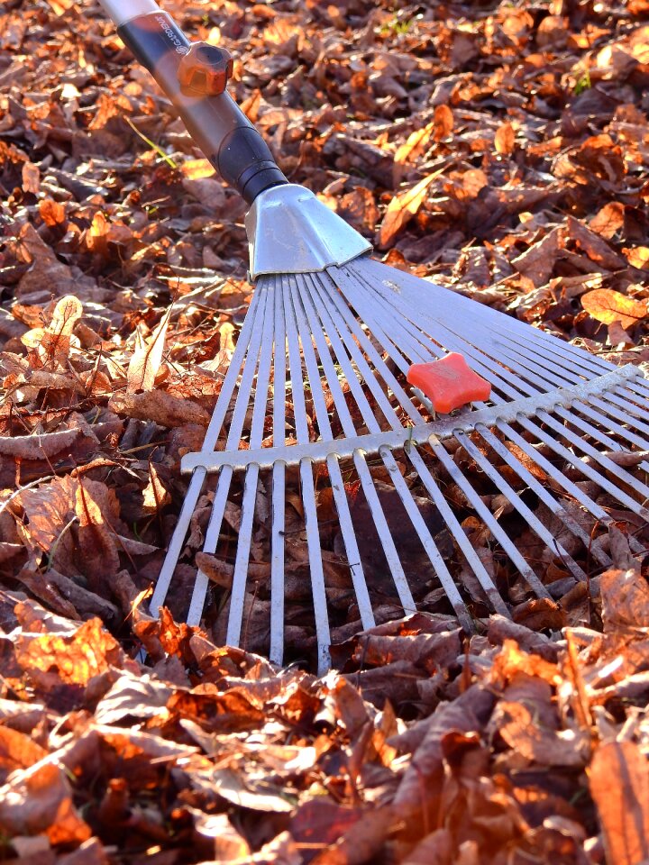 Fall foliage computing work