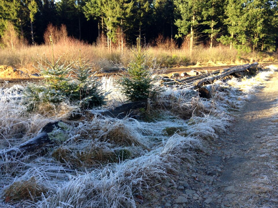 Frost nature hoarfrost