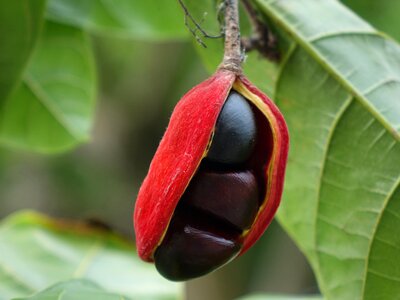 Fruit fact to eat dou jia