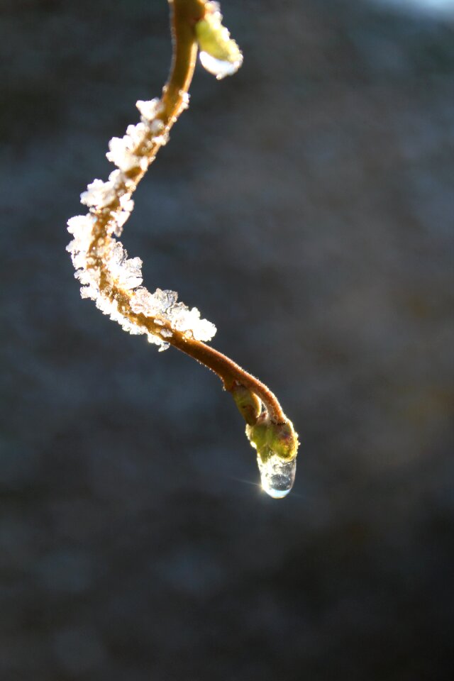 Cold branch ice crystal