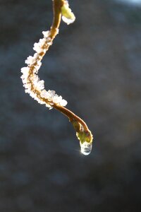 Cold branch ice crystal