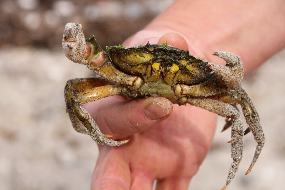 Baltic sea crab hand crab