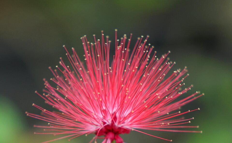Fluffy hairy mimosa