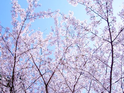 Spring flowers yoshino cherry tree japan