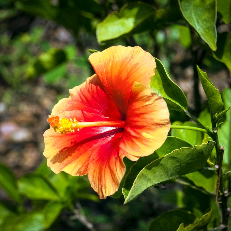 Blossom yellow red hibiscus botanical photo