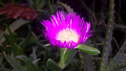 Garden morocco salted