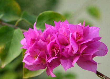 Bougainvillea the flowers open in the summer red
