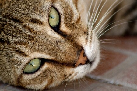 Tabby cat animals street