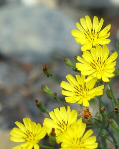 Chicory yellow plant photo