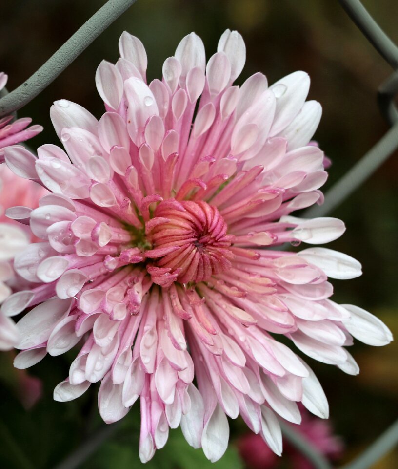 Perennial shrub chrysanthemum