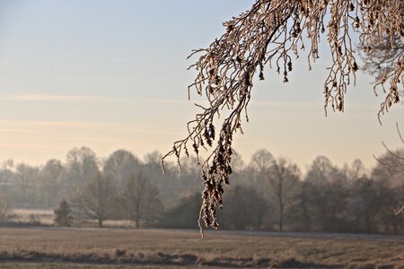 Cold wintry nature photo