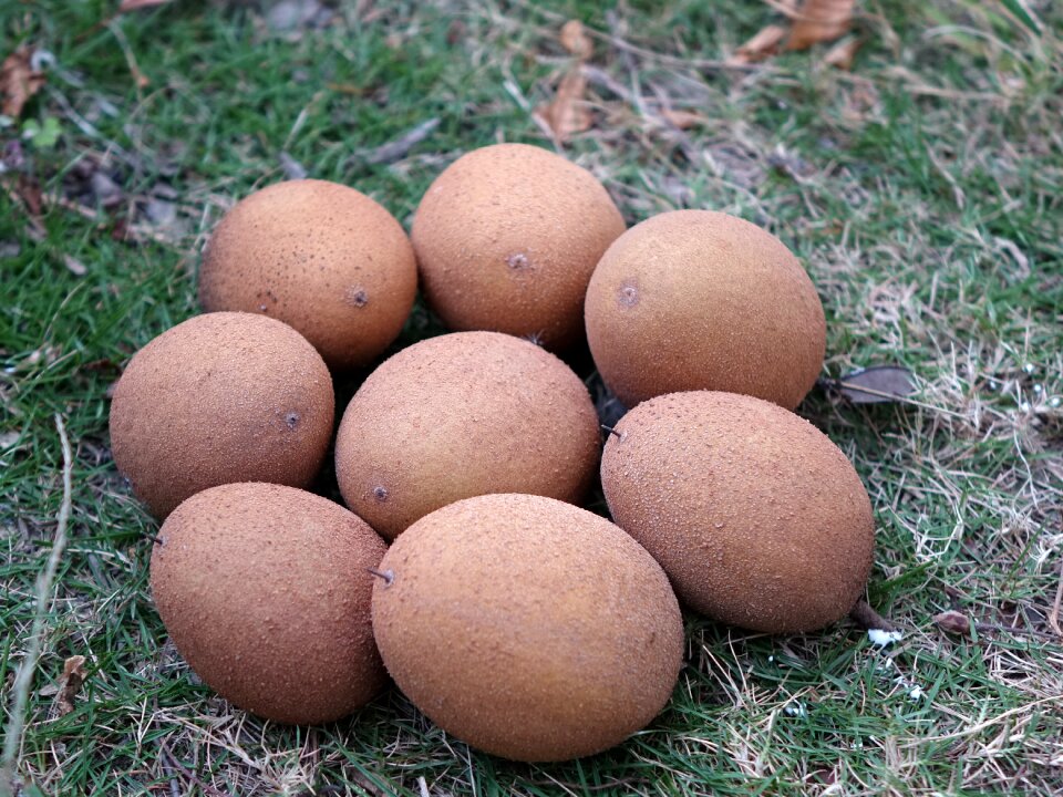 Renxinguo chi iron fruit fruit