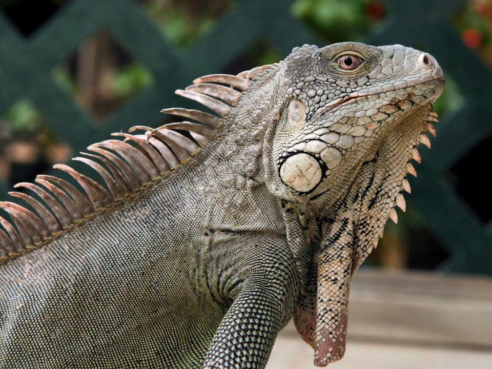 Nature beast netherlands antilles