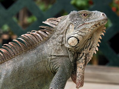 Nature beast netherlands antilles