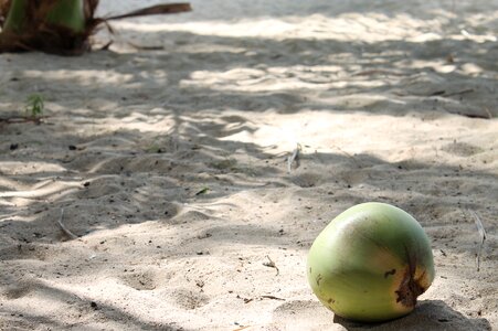 Tropical vacation coconut tree photo