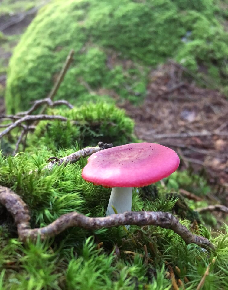 Fly agaric forest moss