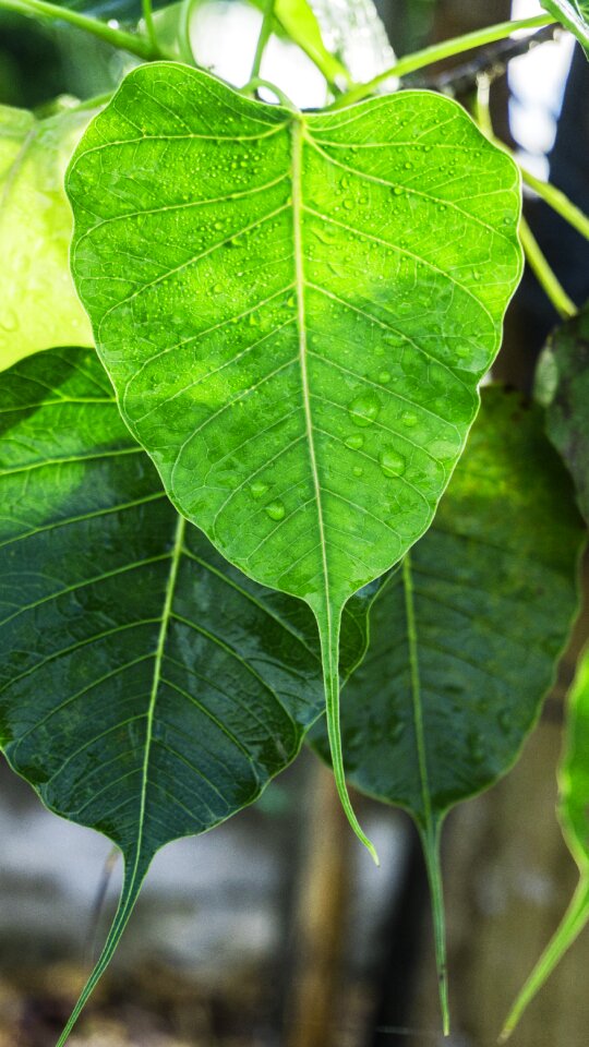 Dewdrop awakening awake-ness enlightenment