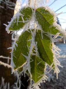 Leaves nature ice