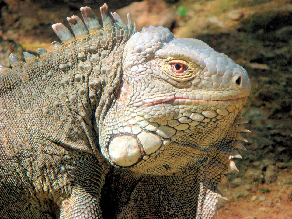 Nature beast netherlands antilles